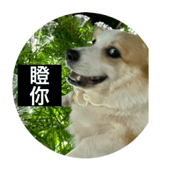 Ccookie