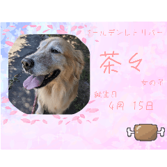 chacha_20241220180925