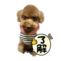 mai_20241220221712