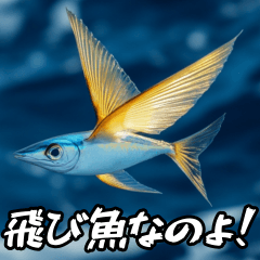 飛び魚なのよ！！