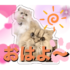 mah_20241220195416