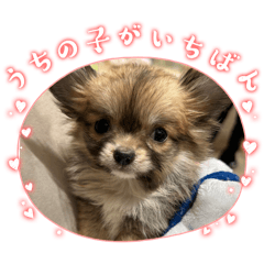 choco_20241220232148