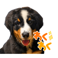 Bernese Mountain Dog Miso