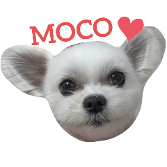 mocomoco_20241221125159
