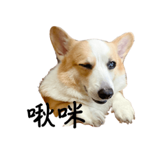 大胖狗拉拉
