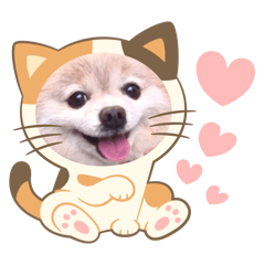 chiroko_20241221112106