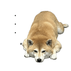 Yuzu the shiba inu