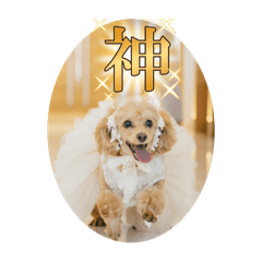 coco_20241221210429