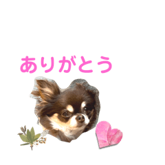 choco_20241221200556