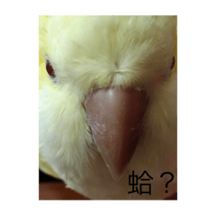 品尚檸檬