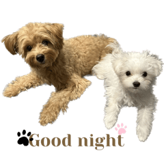 chibi_20241221152050