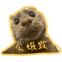 灣刀橘子