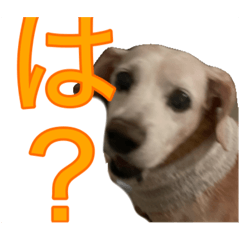 Moo_20241221163114