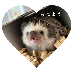 choco_20241221164654