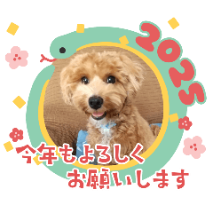 KITTY_20241221204351