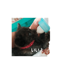 akko_20241222084832