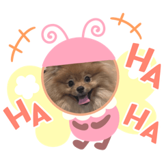 asher the pom