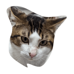 CAT050807