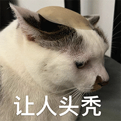 搞怪的猫咪 10  ^o^