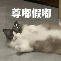 搞怪的猫咪 4 ^o^