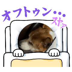 ayame_20241222183655