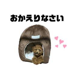 toy poodle(teacup poodle) stamp