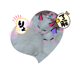 Fluffy&Healing cat