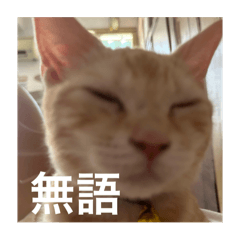 溏心蛋1.0