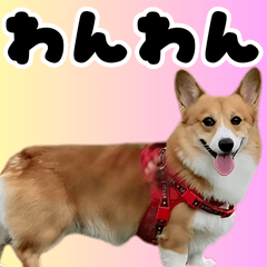 Corgi Rua onomatopoeia Sticker(Japanese)