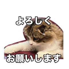 SY_20241223144005