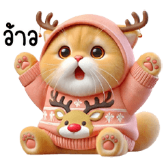 Tao Som, a cute winter cat