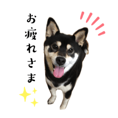 tsubaki_20241223194817