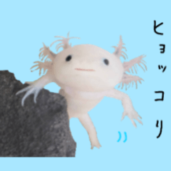 Japanese axolotls !