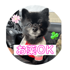 AKIRA_20241223210213
