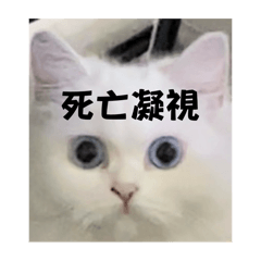撲街貓KUMO公主的日常/貓咪/ねこ/cat