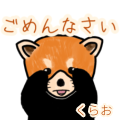 Kurao's lesser panda