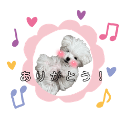 coco_20241224082852