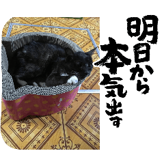 suzu'scat