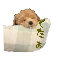 rocon_20241224073129