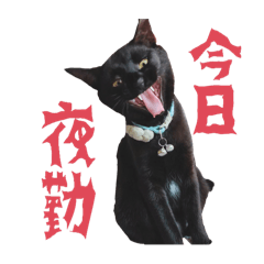 hachi_20241224112123