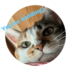 Cat(English)