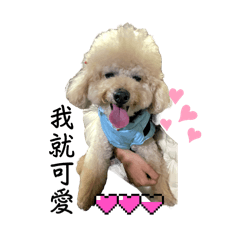 poodle dog Haru_20241224123118