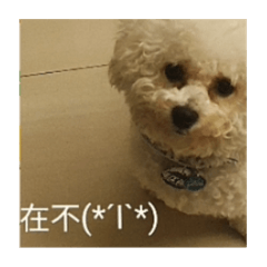 阿波罗愛抽象