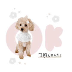 nonnoon_20241224162700