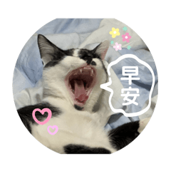 我是隻黑豆福貓