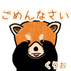 Kurio's lesser panda