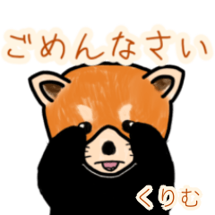 Kurimu's lesser panda