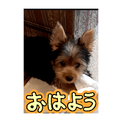 coco_20241224185450