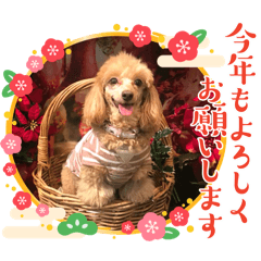 coco_20241224205440