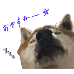 new kawaii shiba